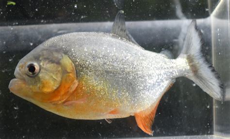 Black <b>piranhas</b> grow up to 43cm long in captivity, and have been known to live up to 28 years - a pet for life! Black <b>piranhas</b> do not have the red-orange belly of red belly <b>piranhas</b>, but do have a distinctive red ring around their eyes also known as red eyed <b>piranha</b>. . Piranha fish for sale online